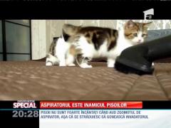 Special! Aspiratorul este inamicul pisoilor