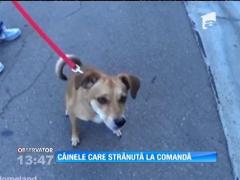 Câinele care strănută la comandă
