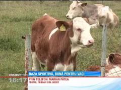 Bază sportivă, bună pentru vaci