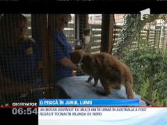 O pisică dispărută cu ani în urmă în Australia, găsită în Irlanda de Nord