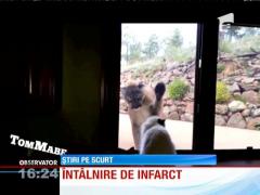 Întâlnire de infarct între o puma şi o pisică