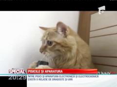 Special! Pisicile și aparatele electronice