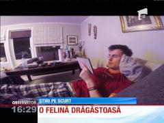 O pisică din Norvegia iubeşte să fie în centrul atenţiei
