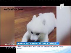 Un câine face senzaţie pe internet după ce şi-a dat silinţa, fără succes, să latre la auzul unei sirene