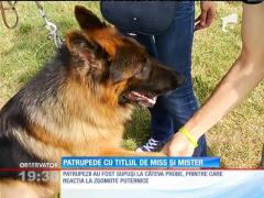 Zeci de ciobăneşti au defilat ţanţoşi prin faţa unui juriu exigent demonstrând că nu sunt doar frumoşi ci şi bine-crescuţi