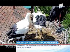 Berzele din Dumbrăvioara, monitorizate de specialişti