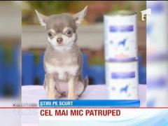 Cel mai mic câine din Marea Britanie