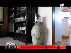 Special! Pisicile din borcane