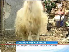 O femeie din Bucureşti creşte un ţap în casă