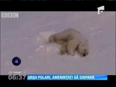 Urşii polari riscă să dispară cu totul dacă omenirea nu pune capăt încălzirii globale,