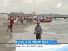 La mare, pe cod galben de vijelii