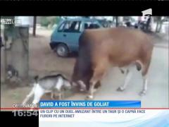Duel cu învingător neașteptat între o capră şi un taur