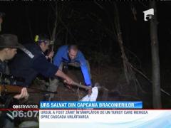 Urs salvat din capcana braconierilor