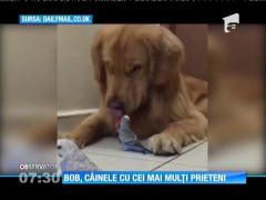 Bob, câinele cu cei mai mulți prieteni