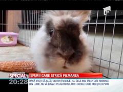 Special! Iepurii care strică filmarea
