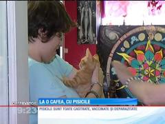 În București s-a deschis singura cafenea de unde poți adopta și o pisică