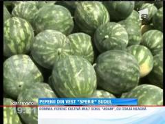 Pepenii din comuna Tinca mai dulci ca cei din Dăbuleni