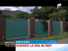 Elefanți la ora de înot