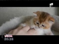 Special! Cel mai alintat pisoi din lume