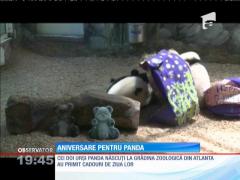Aniversare memorabilă pentru doi urși panda