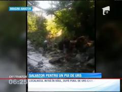 Un pui de urs a fost salvat din apele învolburate ale unui râu