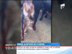 Pisică alăptată de o capră