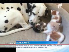 Patru pisoi au fost adoptaţi de o femelă dalmaţian