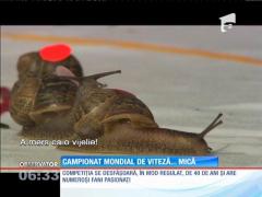 Campionatul Mondial de curse între melci