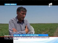 Veste bună! Au apărut pepenii românești