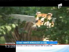 Nuntă bengaleză la Grădina Zoologică din Bucov