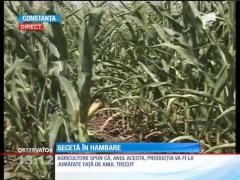 Agricultorii, neputincioși în fața naturii! Seceta taie în jumătate recolta de porumb