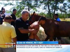 Un cal căzut într-un canal din cartierul bucureştean Militari, salvat de zeci de pompieri