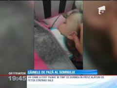 Funny: Un câine a fost filmat în timp ce doarme în pătuţ, alături de bebeluţul stăpânei