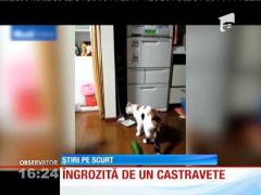 Video FUNNY! O pisică îngrozită de un... castravete