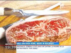 Prima fermă din România care a obținut viței din rasa Kobe