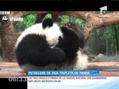 China: Petrecere de ziua tripleţilor Panda