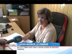 O viperă a ajuns lângă biroul unei angajate dintr-o primărie din judeţul Neamţ