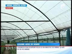 Legumele sunt arse de soare