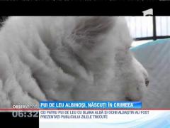 Eveniment rar la un parc safari din Crimeea, unde s-au născut patru pui de leu albinoşi