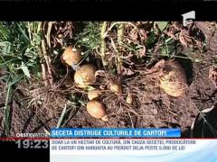 Seceta distruge culturile de cartofi