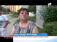 Reşiţa: Copac prăbuşit peste maşini