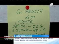 S-au întors băcăniile!