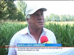 Seceta a pus agricultura românească la pământ