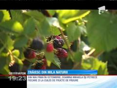 Oamenii care trăiesc din mila naturii. Singura lor ocupaţie o reprezintă culesul fructelor de pădure