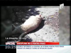 Special! Disciplina nu este pentru pisici