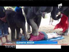 Un elefant, expert în masajele anticelulitice şi cele de întreţinere corporală!