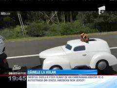 Câinele de la volan