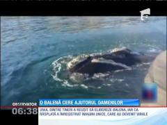 O balenă cere ajutorul oamenilor