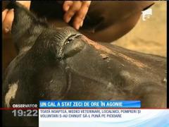 Mobilizare de forţe la Domneşti, în Ilfov, pentru salvarea unui cal