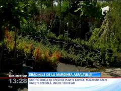 Grădina botanică de la marginea drumului